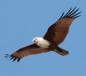 Morning Cruises - Sea Birds in Krabi