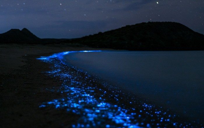 bioluminescent plankton glowing on the shore of a beach at night
