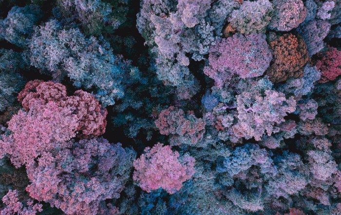 Coral with a purple hue due to planktons