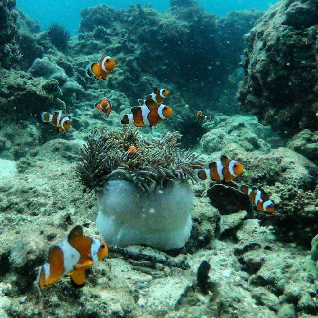 a large group of clownfish swimming around coral during a krabi 4 island tour