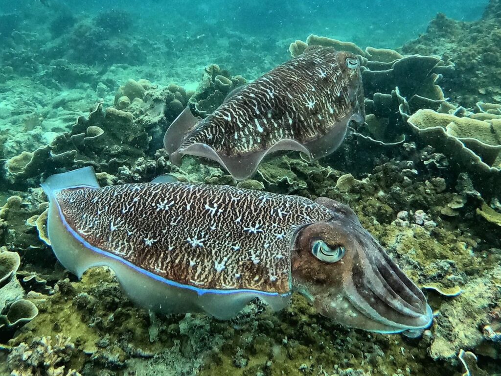 two cuttlefish swimming in a krabi reef photographer during a snorkel tour