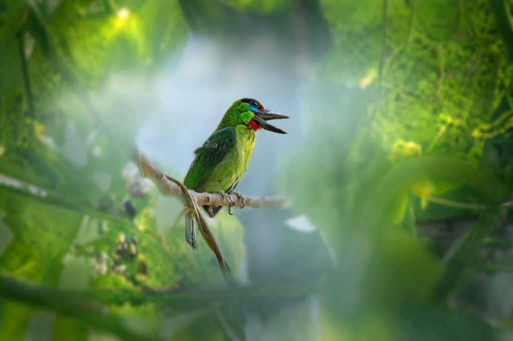 exotic bird sitting on a branch surrounded by tropical green colours in krabi