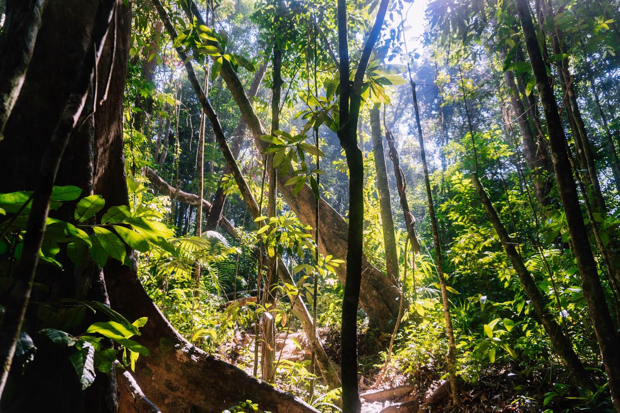 looking up through the trees from the ground of a krabi jungle to the light coming through the gaps