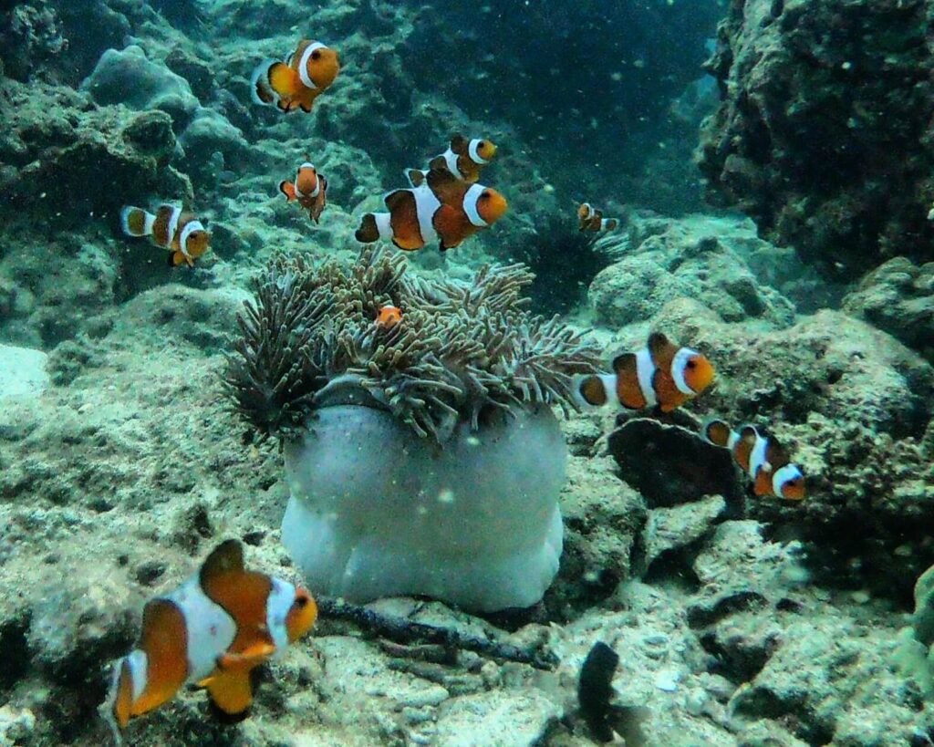 clown fish amongst the sea anemones in krabi