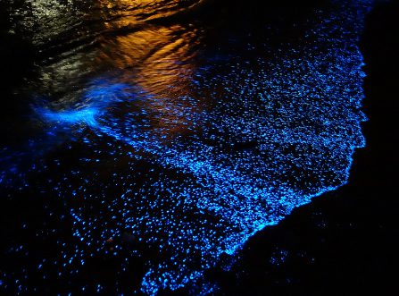 Bioluminescent plankton glowing bright blue along the shoreline at night in Krabi