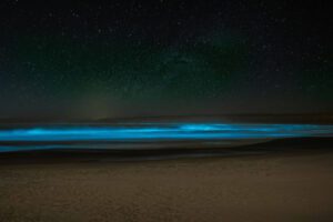 bioluminescent plankton on the beach