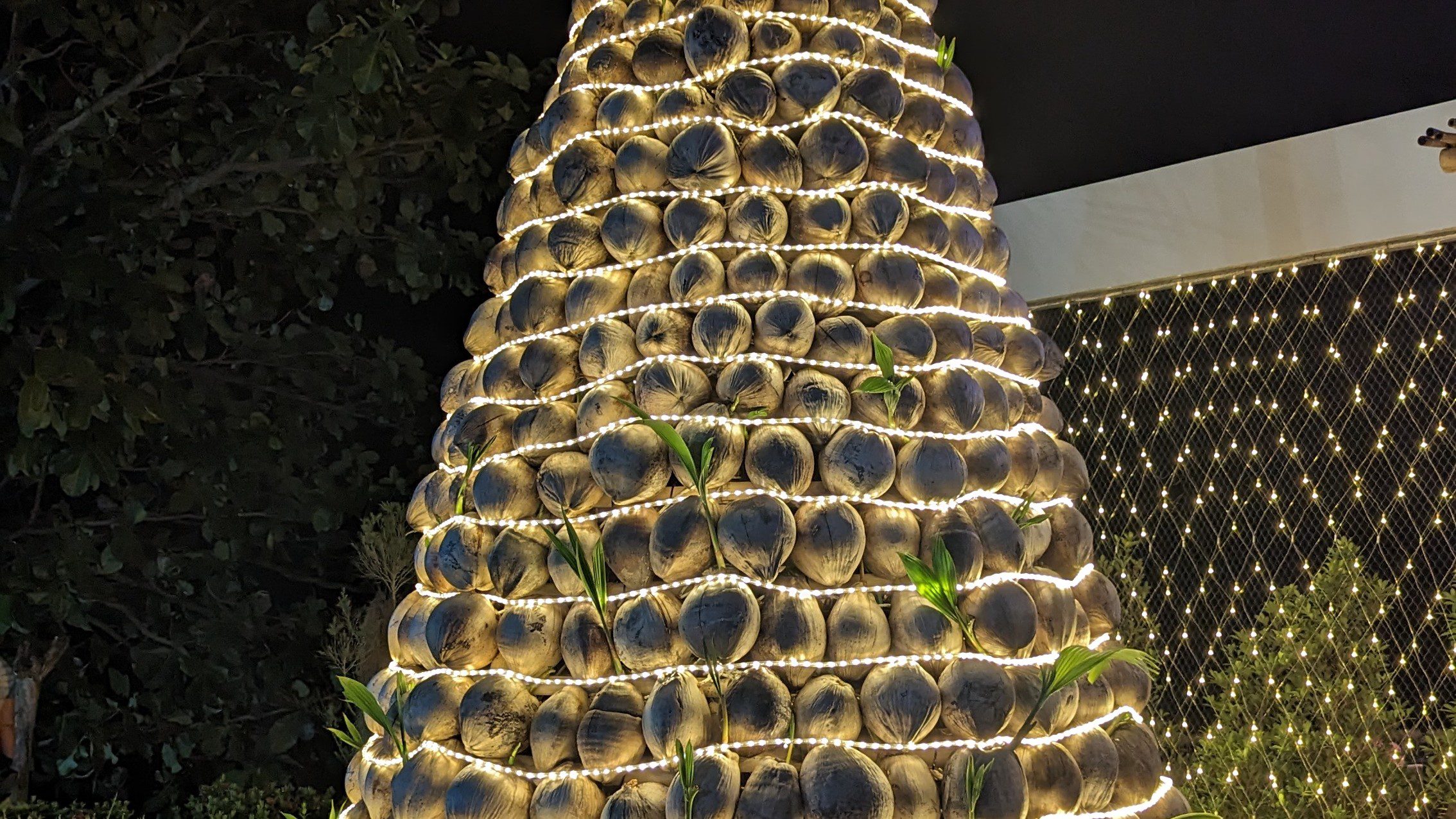 cocos apilados como un árbol de navidad y envueltos en luces de hadas